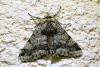 Lycia hirtaria